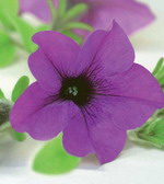 Петуния Сурфиния Блю Топаз